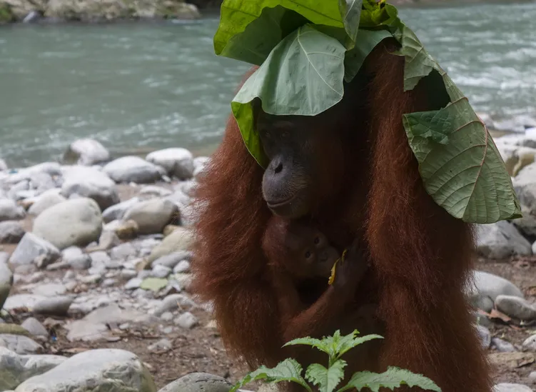 An orangutan mother and her child sheltering from the rain with a large leaf