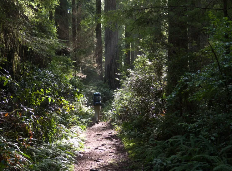 Hiking in the Redwoods National Park