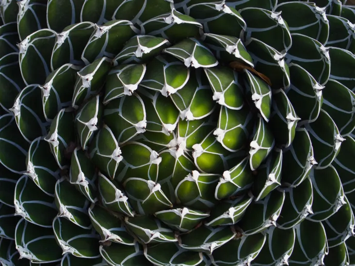 A top-down view of a cactus