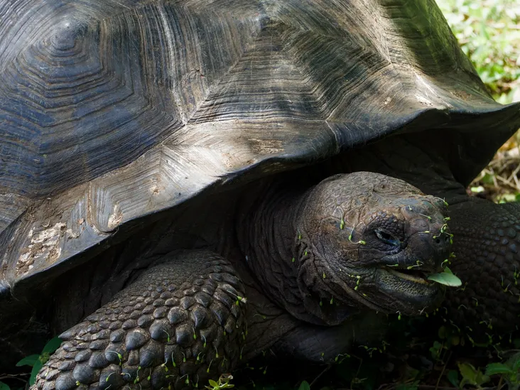 A Galapagos tortoise enjoying a leaf