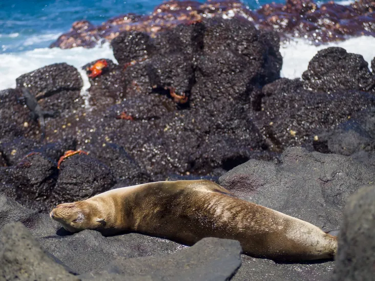 A seal lion sunning itself while surrounded by crabs on Mosquery Island
