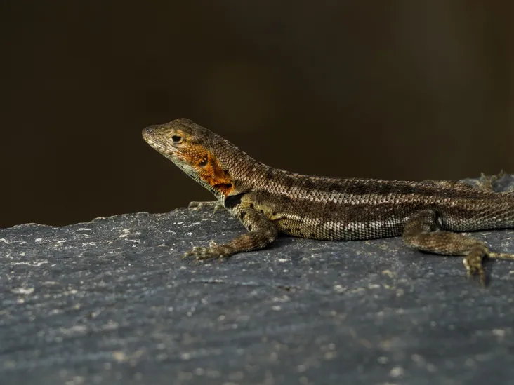 A lava lizard perched on a railing