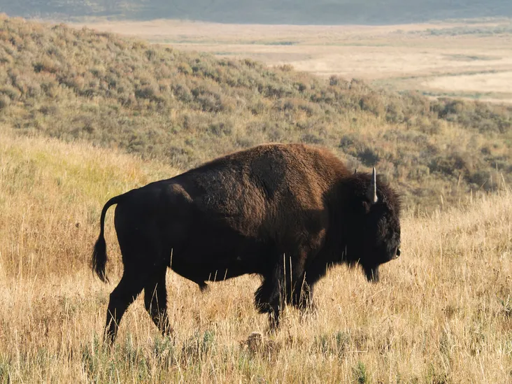 A bison standing in the grass of Yellowstone