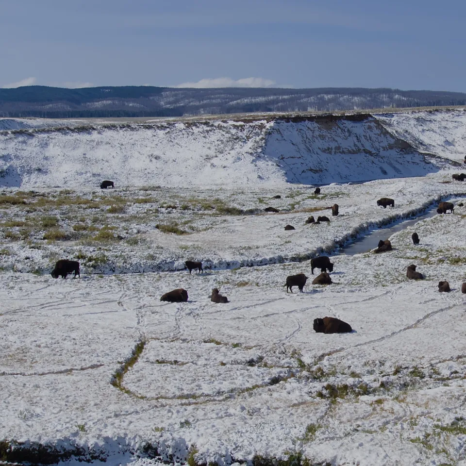 A herd of bison resting in the snow of Yellowstone National Park (panel 1 of 4)