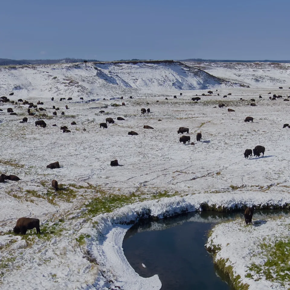A herd of bison resting in the snow of Yellowstone National Park (panel 2 of 4)