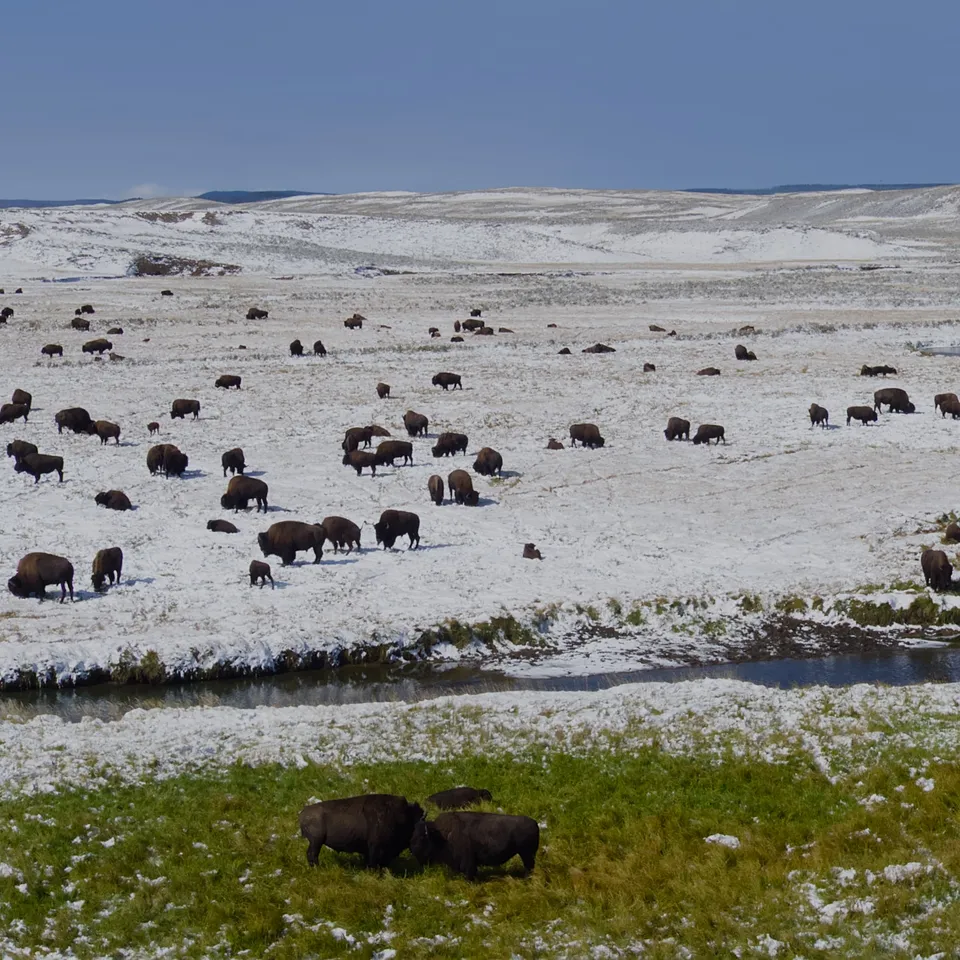 A herd of bison resting in the snow of Yellowstone National Park (panel 3 of 4)