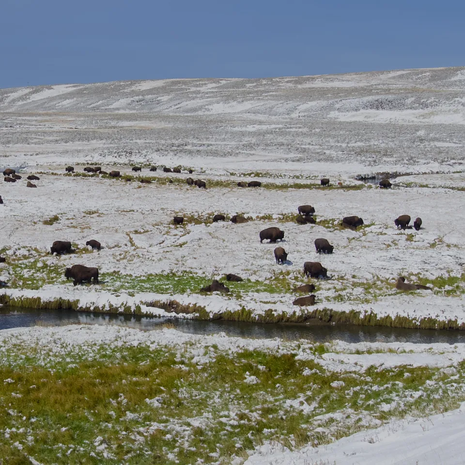 A herd of bison resting in the snow of Yellowstone National Park (panel 4 of 4)