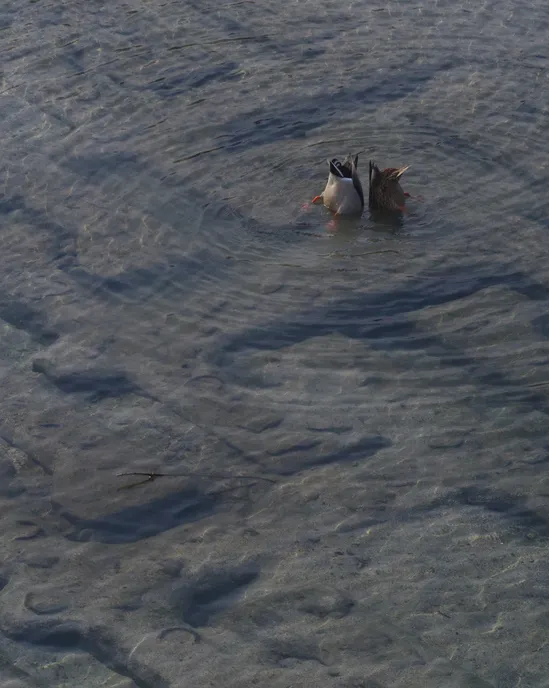Two ducks diving for food in an urban river