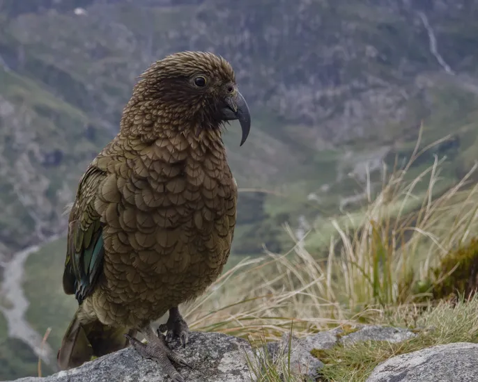 A friendly kea at the summit of Mackinnon Pass